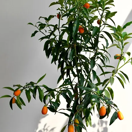 Siyah Lale Cunda 1841 (adults Only)